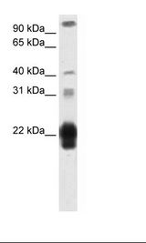 Placenta Lysate