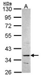 Sample (30 ug of whole cell lysate). A: Hep G2 . 10% SDS PAGE. PRPS2 antibody. PRPS2 antibody diluted at 1:1000.