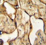 CSH1 Antibody immunohistochemistry of formalin-fixed and paraffin-embedded human placenta tissue followed by peroxidase-conjugated secondary antibody and DAB staining.