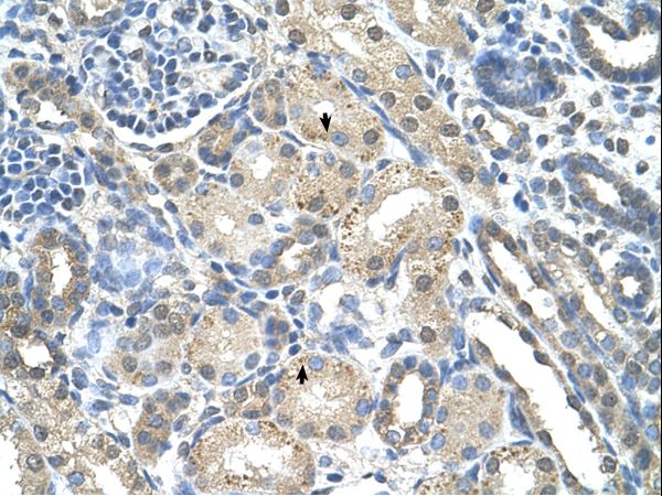 PRPS2 antibody LS-C40328 was used in IHC to stain formalin-fixed, paraffin-embedded human kidney.