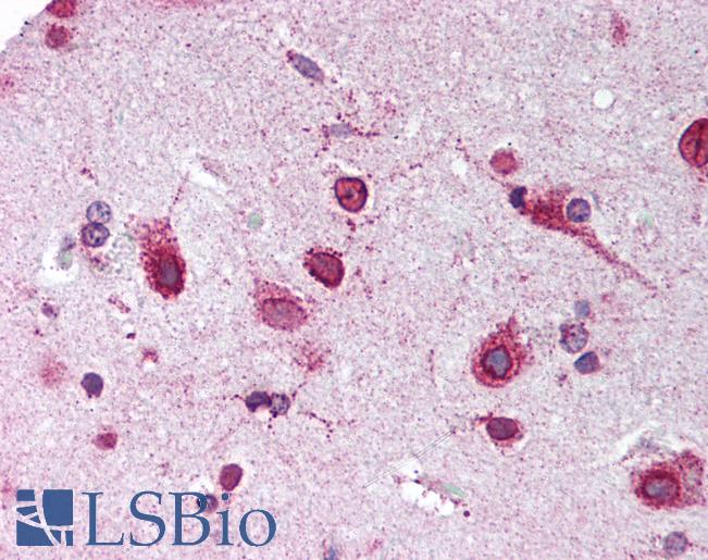 Anti-PHB2 antibody IHC of human brain, cortex. Immunohistochemistry of formalin-fixed, paraffin-embedded tissue after heat-induced antigen retrieval. Antibody LS-B1889 dilution 1:50.