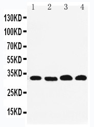 WB of Prohibitin 2 / PHB2 antibody. Lane 1: PANC Cell Lysate. Lane 2: COLO320 Cell Lysate. Lane 3: U87Cell Lysate. Lane 4: HEPA Cell Lysate.