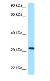 Prohibitin 2 / PHB2 antibody Western Blot using Mouse Heart lysate at 1.0 ug/ml..