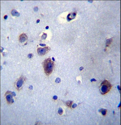 PRLH Antibody immunohistochemistry of formalin-fixed and paraffin-embedded human brain tissue followed by peroxidase-conjugated secondary antibody and DAB staining.