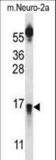 PRLH Antibody western blot of mouse Neuro-2a cell line lysates (35 ug/lane). The PRLH antibody detected the PRLH protein (arrow).