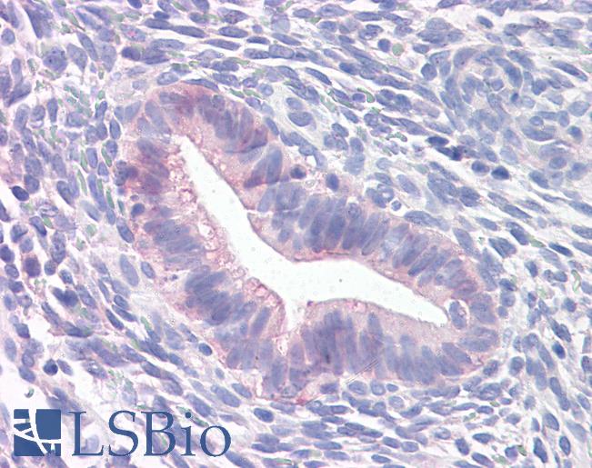 Anti-PROM2 antibody LS-A9230 IHC of human uterus. Immunohistochemistry of formalin-fixed, paraffin-embedded tissue after heat-induced antigen retrieval.