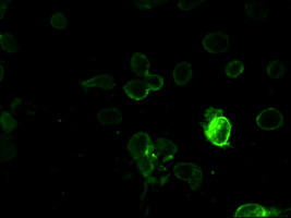 Immunofluorescent staining of Cos7 cells using anti-PROM2 mouse monoclonal antibody.