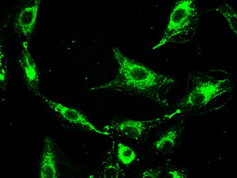 Immunofluorescent staining of A549 cells using anti-PROM2 mouse monoclonal antibody.