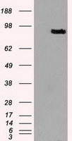 HEK293T cells were transfected with the pCMV6-ENTRY control (Left lane) or pCMV6-ENTRY PROM2 (Right lane) cDNA for 48 hrs and lysed. Equivalent amounts of cell lysates (5 ug per lane) were separated by SDS-PAGE and immunoblotted with anti-PROM2.