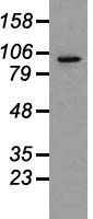 Western blot of 35 ug of cell extracts from human Lung adenocarcinoma (A549) cells using anti-PROM2 antibody.