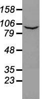 Western blot of 35 ug of cell extracts from human (HeLa) cells using anti-PROM2 antibody.