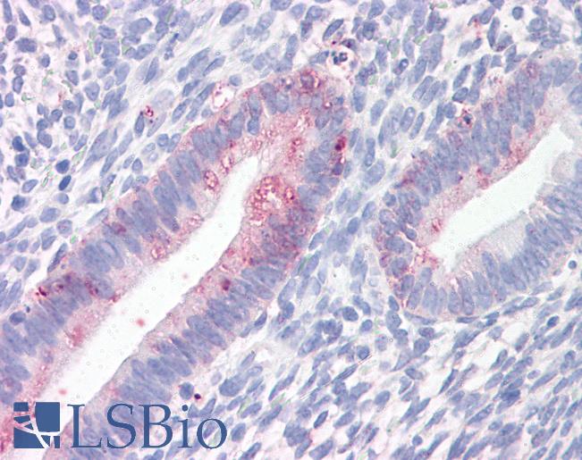 Anti-PROM2 antibody LS-A9227 IHC of human uterus. Immunohistochemistry of formalin-fixed, paraffin-embedded tissue after heat-induced antigen retrieval.