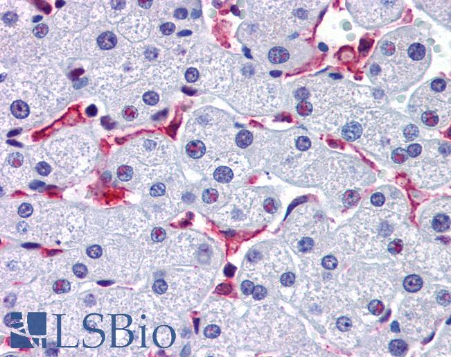 Anti-PROM2 antibody LS-A9927 IHC of human liver. Immunohistochemistry of formalin-fixed, paraffin-embedded tissue after heat-induced antigen retrieval.