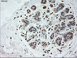 IHC of paraffin-embedded breast tissue using anti-PROM2 mouse monoclonal antibody. (Dilution 1:50).