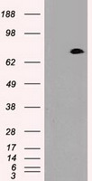 HEK293T cells were transfected with the pCMV6-ENTRY control (Left lane) or pCMV6-ENTRY PROM2 (Right lane) cDNA for 48 hrs and lysed. Equivalent amounts of cell lysates (5 ug per lane) were separated by SDS-PAGE and immunoblotted with anti-PROM2.