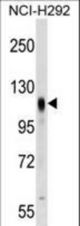 PROM2 Antibody western blot of NCI-H292 cell line lysates (35 ug/lane). The PROM2 antibody detected the PROM2 protein (arrow).