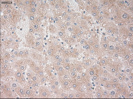 IHC of paraffin-embedded liver tissue using anti-PROM2 mouse monoclonal antibody. (Dilution 1:50).