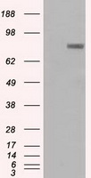 HEK293T cells were transfected with the pCMV6-ENTRY control (Left lane) or pCMV6-ENTRY PROM2 (Right lane) cDNA for 48 hrs and lysed. Equivalent amounts of cell lysates (5 ug per lane) were separated by SDS-PAGE and immunoblotted with anti-PROM2.