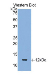Western blot of recombinant Proteoglycan 4 / Lubricin.