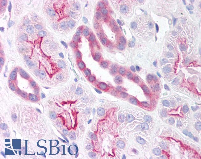 Anti-MEFV antibody IHC of human kidney. Immunohistochemistry of formalin-fixed, paraffin-embedded tissue after heat-induced antigen retrieval. Antibody LS-B865 concentration 10 ug/ml.