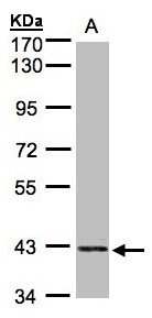 Sample (30g whole cell lysate). A: HeLa S3. 7.5% SDS PAGE. PRPSAP2 antibody diluted at 1:1000