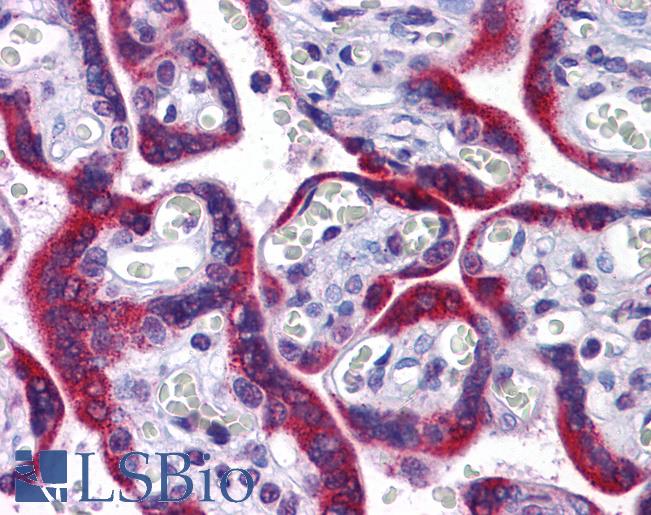 Anti-KPNA4 antibody IHC of human placenta. Immunohistochemistry of formalin-fixed, paraffin-embedded tissue after heat-induced antigen retrieval. Antibody LS-B5342 concentration 5 ug/ml.