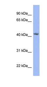 PRPSAP2 antibody LS-C107529 Western blot of HepG2 cell lysate.