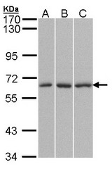 Sample (30 ug of whole cell lysate). A:293T, B: HepG2, C: Molt-4 . 7.5% SDS PAGE. QIP1 / KPNA4 antibody diluted at 1:1500.