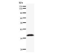 Western blot analysis of immunized recombinant protein, using anti-KPNA4 monoclonal antibody.