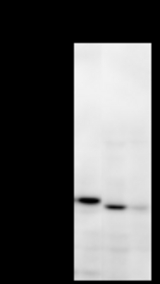 Detection of KPNA4 by Western blot. Samples: Whole cell lysate from human HT-1080 (H, 25 ug) , mouse NIH3T3 (M, 25 ug) and rat F2408 (R, 25 ug) cells. Predicted molecular weight: 57 kDa