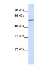 Hela cell lysate. Antibody concentration: 1.0 ug/ml. Gel concentration: 12%.