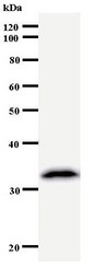 Western blot of immunized recombinant protein using KPNA4 antibody.