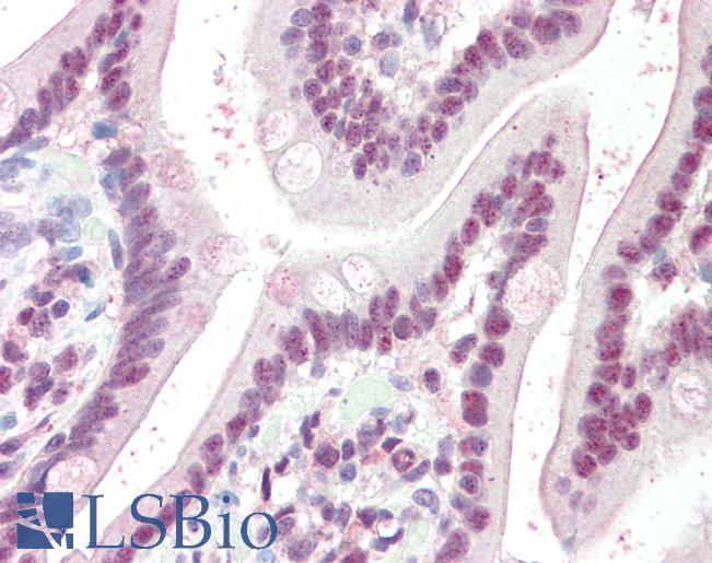 Anti-KPNA4 antibody IHC of human small intestine. Immunohistochemistry of formalin-fixed, paraffin-embedded tissue after heat-induced antigen retrieval. Antibody LS-B2290 concentration 5 ug/ml.