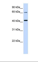 721_B cell lysate. Antibody concentration: 1.0 ug/ml. Gel concentration: 12%.