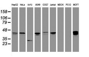 Western blot of extracts (35ug) from 9 different cell lines by using anti-PRR11 monoclonal antibody (HepG2: human; HeLa: human; SVT2: mouse; A549: human; COS7: monkey; Jurkat: human; MDCK: canine; PC12: rat; MCF7: human).