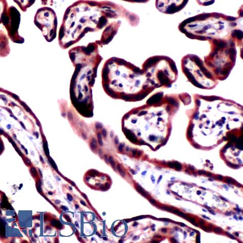 Immunohistochemistry of Human Placenta stained with anti-RRMI antibody
