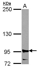 Sample (30 ug of whole cell lysate) A: 293T 5% SDS PAGE RRM1 antibody diluted at 1:2000