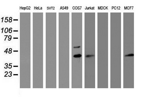 Western blot of extracts (35ug) from 9 different cell lines by using anti-PRR11 monoclonal antibody (HepG2: human; HeLa: human; SVT2: mouse; A549: human; COS7: monkey; Jurkat: human; MDCK: canine; PC12: rat; MCF7: human).