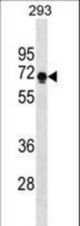 PRR14 Antibody western blot of 293 cell line lysates (35 ug/lane). The PRR14 antibody detected the PRR14 protein (arrow).
