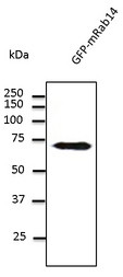Western blot. Anti-Rab14 antibody at 1:500 dilution. Lysates at 50 ug per lane. Rabbit polyclonal to goat IgG (HRP) at 1:10000 dilution.