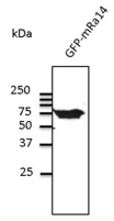 Western blot. Anti-Rab14 antibody at 1:500 dilution. Lysates at 50 ug per lane. Rabbit polyclonal to goat IgG (HRP) at 1:10000 dilution.