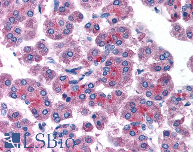 Anti-RAB14 antibody IHC of human pancreas. Immunohistochemistry of formalin-fixed, paraffin-embedded tissue after heat-induced antigen retrieval. Antibody LS-B995 concentration 5 ug/ml.