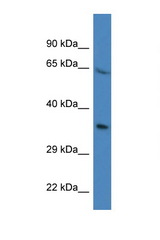 PRR16 antibody LS-C135417 Western blot of Mouse Kidney lysate. Antibody concentration 1 ug/ml.