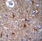 PRR16 Antibody immunohistochemistry of formalin-fixed and paraffin-embedded human brain tissue followed by peroxidase-conjugated secondary antibody and DAB staining.