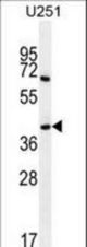 PRR16 Antibody western blot of U251 cell line lysates (35 ug/lane). The PRR16 antibody detected the PRR16 protein (arrow).