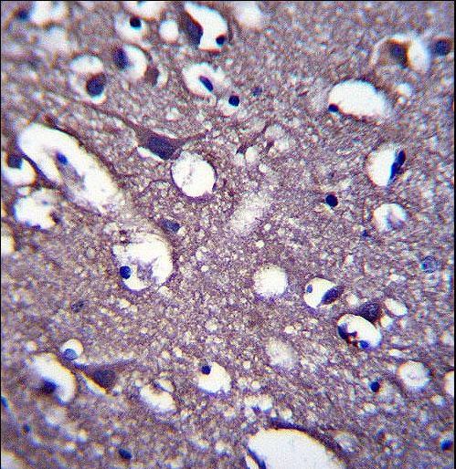 PRR18 Antibody immunohistochemistry of formalin-fixed and paraffin-embedded human brain tissue followed by peroxidase-conjugated secondary antibody and DAB staining.