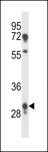 PRR18 Antibody western blot of human placenta tissue lysates (35 ug/lane). The PRR18 antibody detected the PRR18 protein (arrow).