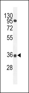 PRR19 Antibody western blot of A549 cell line lysates (35 ug/lane). The PRR19 antibody detected the PRR19 protein (arrow).