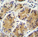 MGC24975 Antibody immunohistochemistry of formalin-fixed and paraffin-embedded human stomach tissue followed by peroxidase-conjugated secondary antibody and DAB staining.