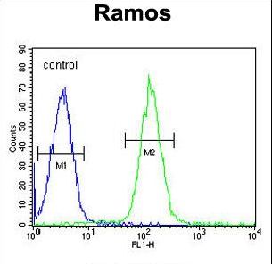 MGC24975 Antibody flow cytometry of Ramos cells (right histogram) compared to a negative control cell (left histogram). FITC-conjugated goat-anti-rabbit secondary antibodies were used for the analysis.